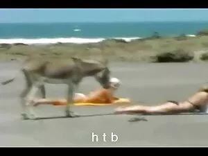 Nas անտուն գեյ-պոռնո ...